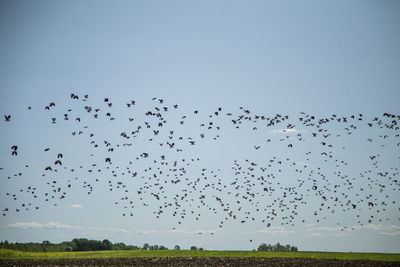 Flock of birds flying in the sky