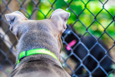 Close-up of dog by chainlink fence