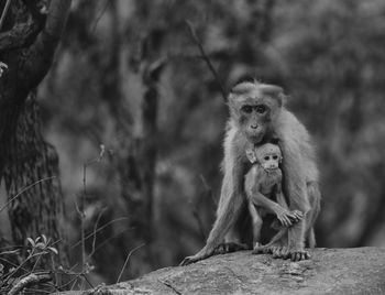Portrait of monkey sitting with infant in forest