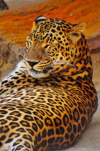 Close-up of a cat looking away