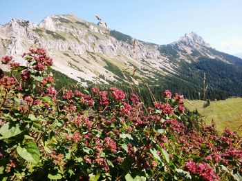 Flowering plants by mountains against sky