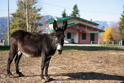 Horse standing on field