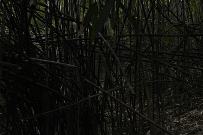 Bamboo trees in forest at night