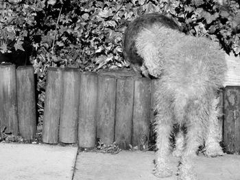 black and white