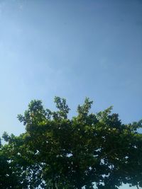 Low angle view of trees against blue sky