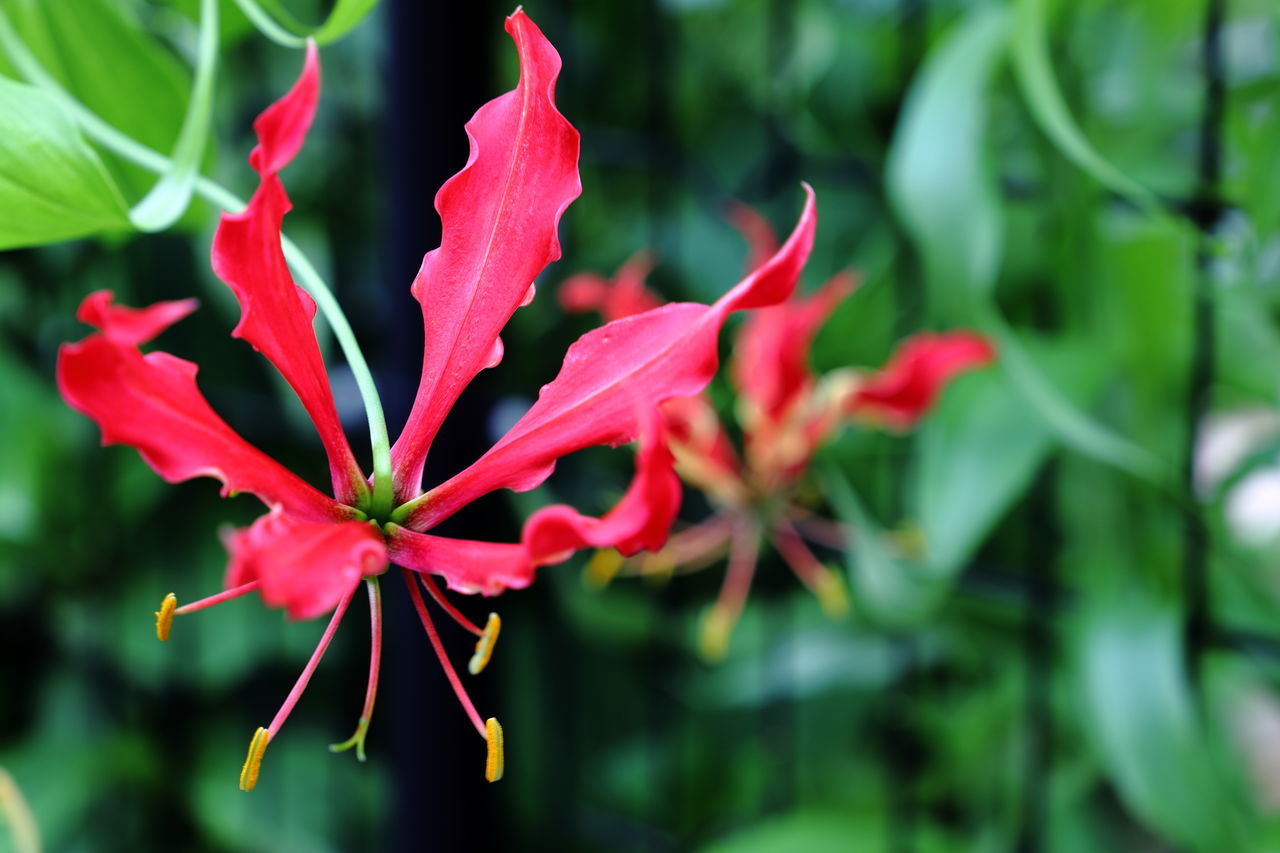 CLOSE-UP OF RED FLOWER