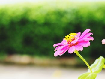 Close-up of pink flowering plant