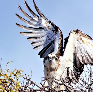 Low angle view of eagle flying against clear sky