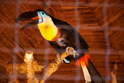 Close-up of bird perching on wood