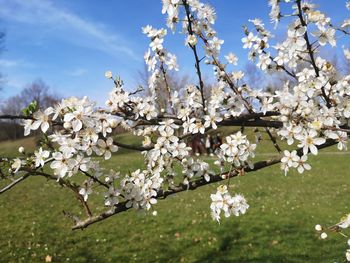 Close-up of white cherry blossoms in spring