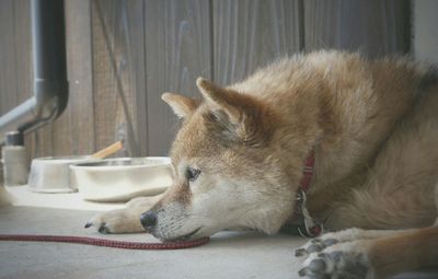 Close-up of japanese akita relaxing on floor at home