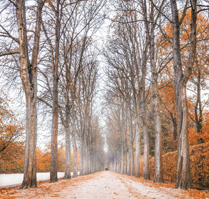 Road amidst bare trees during winter