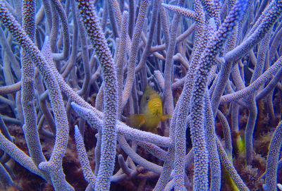 Yellow fish swimming amidst coral