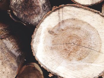 Close-up of logs on tree stump