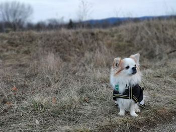 Portrait of an animal on field