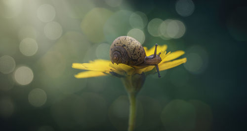 Close-up of insect on flower