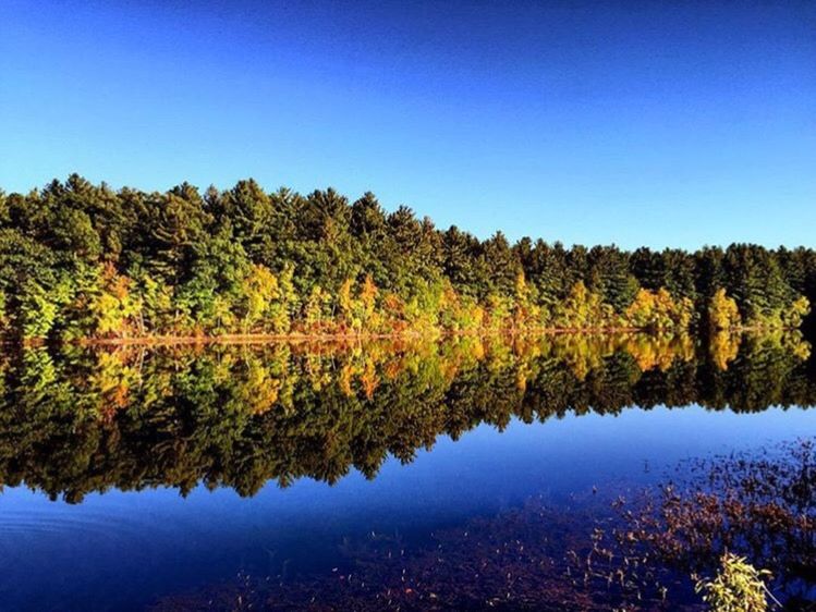 REFLECTION OF TREES ON CALM LAKE