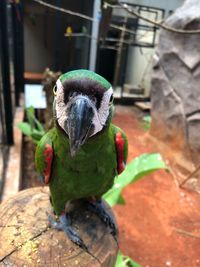 Close-up of parrot perching