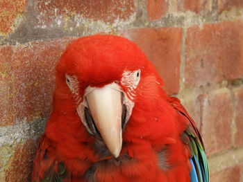 Close-up of a bird against wall