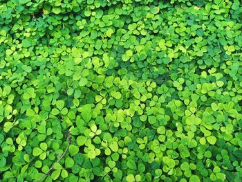 Full frame shot of leaves floating on pond