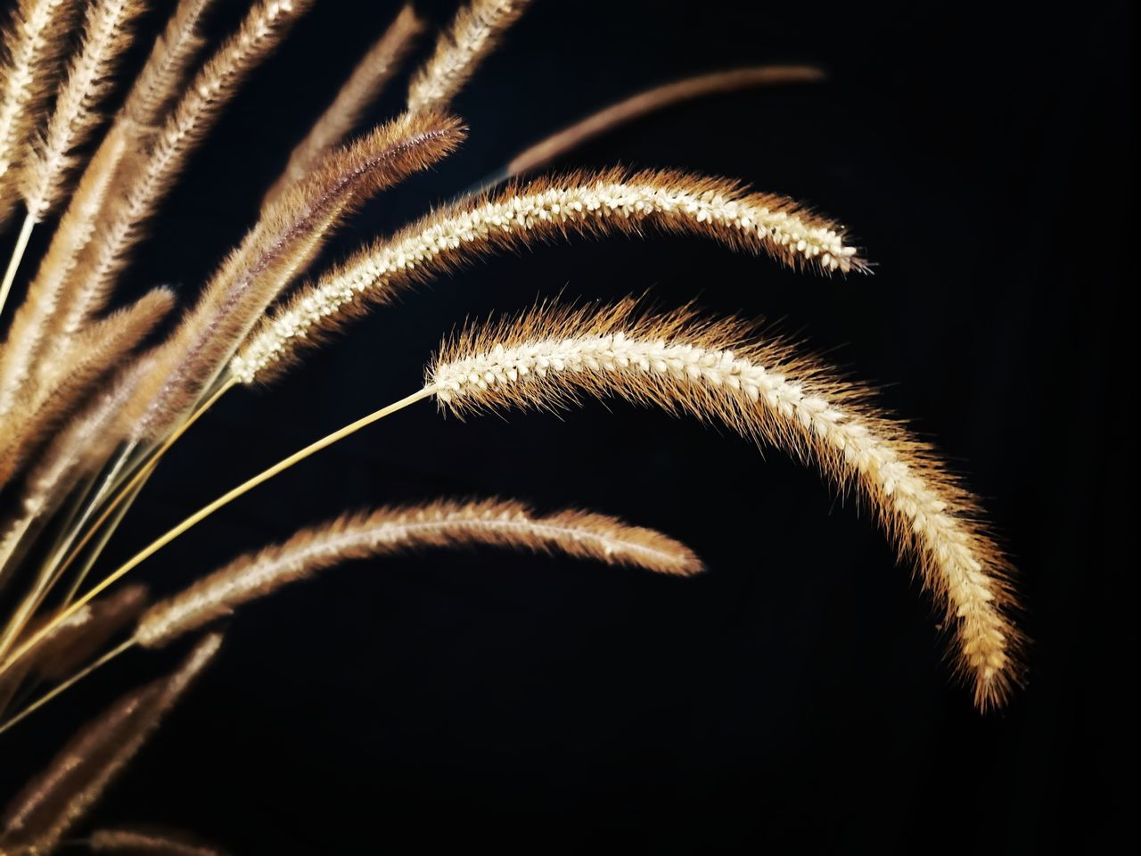 plant, close-up, nature, macro photography, no people, growth, branch, beauty in nature, grass, cereal plant, flower, fireworks, crop, leaf, outdoors