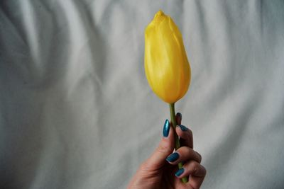 Close-up of hand holding yellow flower