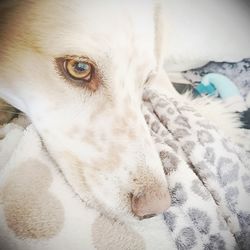 Close-up portrait of dog lying down on bed