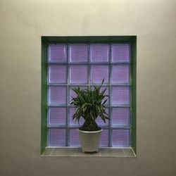 Potted plants on window sill