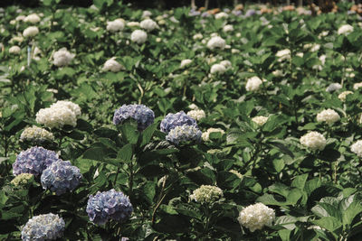 High angle view of purple flowering plants on field