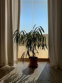 Potted plant on floor against window at home