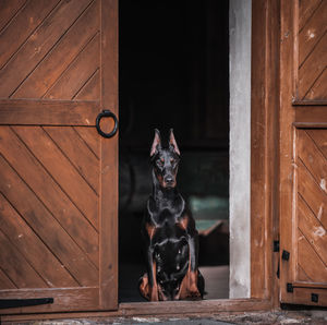 Portrait of dog sitting on wooden door