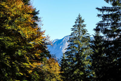 Low angle view of trees against sky during autumn