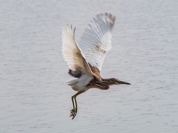 Close-up of bird flying over lake