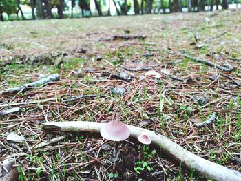 Close-up of fresh green grass in field