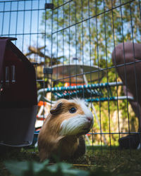 Close-up of a guinea pig in cage