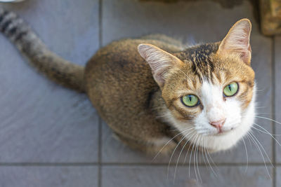 Close-up portrait of a cat