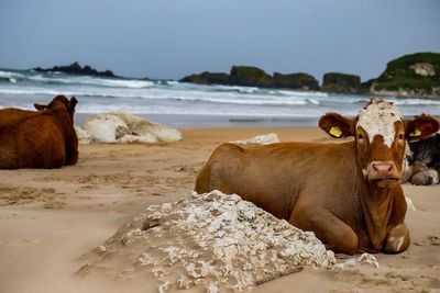 Sheep on sand at beach against sky