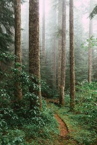 Trees in forest