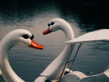 Close-up of swan swimming on lake