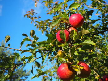 Low angle view of apples on tree