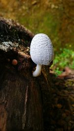 Close-up of mushroom growing in forest