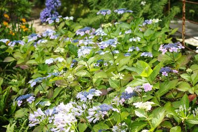 Close-up of purple flowers blooming in park