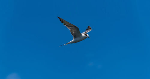 Low angle view of seagull flying in sky