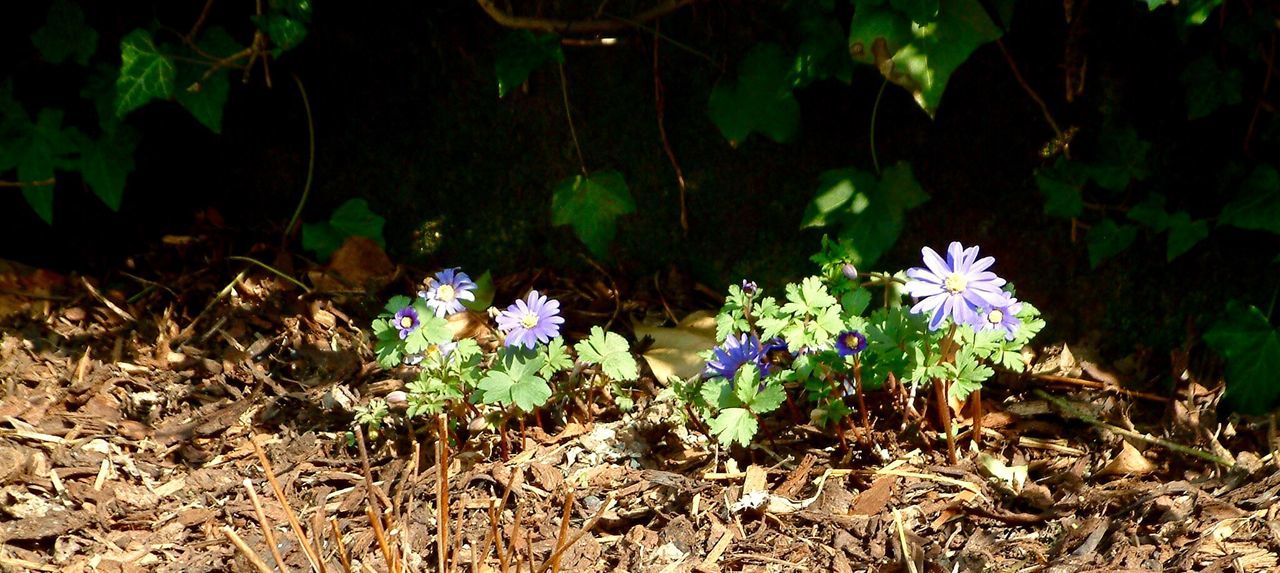 flower, plant, growth, fragility, nature, leaf, field, beauty in nature, freshness, purple, petal, blooming, close-up, high angle view, stem, wildflower, outdoors, no people, day, flower head