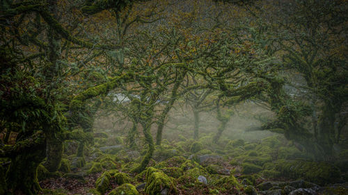 Trees in forest during foggy weather