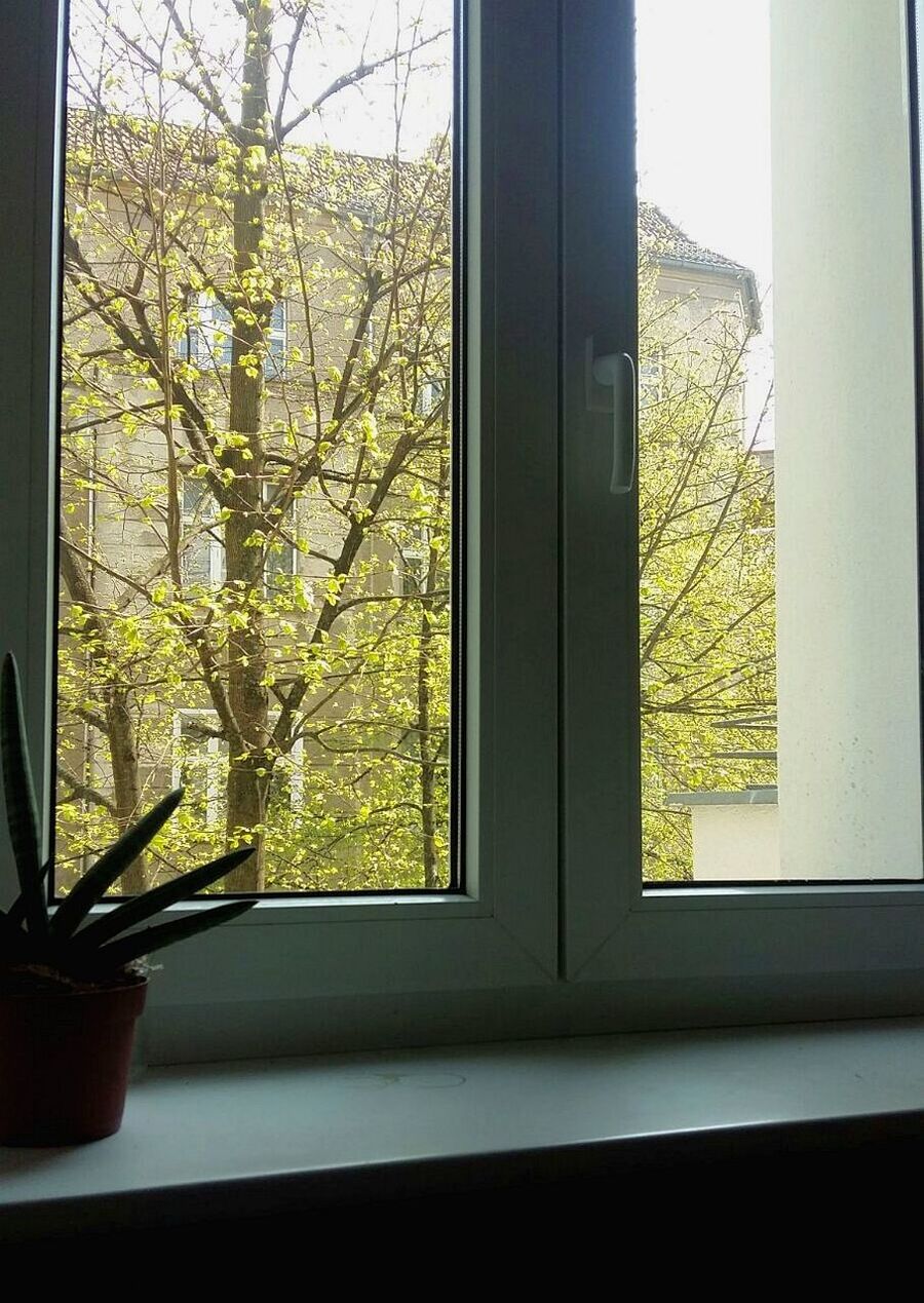 window, glass - material, plant, transparent, tree, indoors, nature, day, no people, window sill, growth, sunlight, house, architecture, branch, potted plant, close-up, window frame, glass