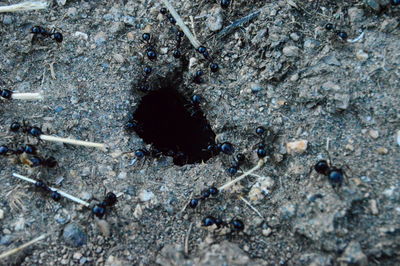 High angle view of crab on rock