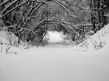 Bare trees on snow covered landscape