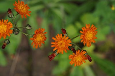 Close-up of insect on orange flower