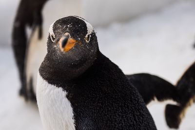 Close-up of penguin on outdoors